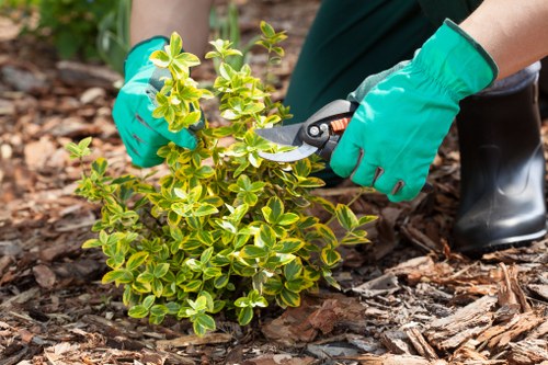A close-up view of a person wearing bright green gardening gloves, using pruning shears to trim a small, leafy shrub with variegated green and yellow leaves, planted in a garden bed covered with dark brown bark mulch. The shrub is situated near a paved patio area with a light-colored stone surface, and behind it, there is a neatly maintained lawn with dense, evenly cut grass. In the background, a row of hedges or bushes lines the garden boundary, along with a few taller trees that provide shade and vertical interest to the outdoor space, typical of a well-kept backyard. The scene suggests careful pruning and garden maintenance, in line with professional gardening and landscaping practices to enhance the gardenâ€™s appearance in the Putney area, associated with services like those offered by Lawn Mowing Putney, with an emphasis on tidy, lush outdoor environments.