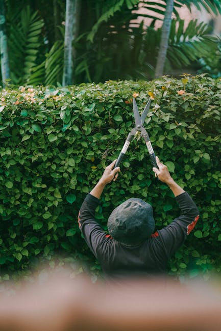 A gardener wearing a dark long-sleeved shirt and a black cap is pruning a neatly trimmed hedge with a pair of large garden shears. The hedge, composed of dense green foliage, runs horizontally across