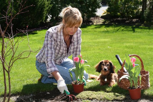 A woman with blonde hair, wearing a checked shirt and jeans, is kneeling on a well-maintained, lush green lawn in a garden, planting pink tulips in a small flower bed bordered by dark soil. She is wearing gardening gloves and appears focused on her task. To her right, a small brown puppy with floppy ears sits attentively on the grass, observing the gardening activity. Behind her, there are neatly trimmed hedges and trees providing a natural background, with sunlight filtering through the foliage, creating a bright and inviting outdoor environment. Nearby, there are two woven baskets filled with more pink tulips and gardening tools, indicating ongoing planting work. The garden layout includes a combination of grass, flower beds, and shaded areas, suggesting a well-kept residential garden space designed for aesthetic appeal and outdoor enjoyment, consistent with lawn care and gardening services in Putney.
